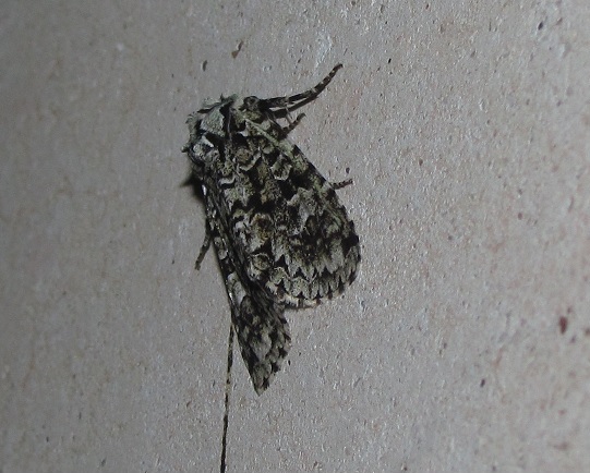 Griposia aprilina, Noctuidae